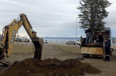 Contin�an los trabajos de parquizaci�n