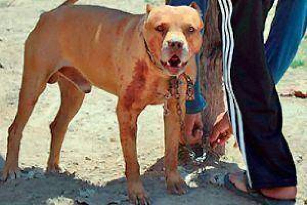 Piden que se hagan cumplir las ordenanzas y se controle la tenencia de perros peligrosos