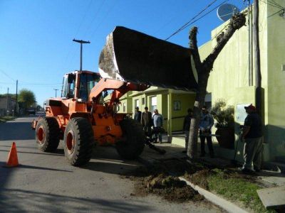 EXTRAEN �RBOLES DEL HOGAR DE ANCIANOS CON LA PRESENCIA DEL INTENDENTE MUNICIPAL
