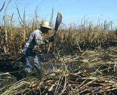 Para Fara, la zafra 2013 es �para el olvido�