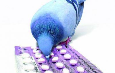 Estudian darle anticonceptivos a las palomas