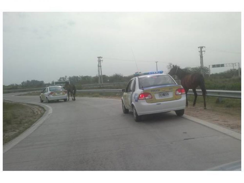 Seguridad Vial intervino en casos de animales sueltos en Circunvalaci�n Oeste