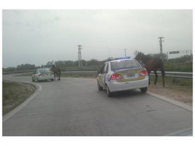 Seguridad Vial intervino en casos de animales sueltos en Circunvalaci�n Oeste
