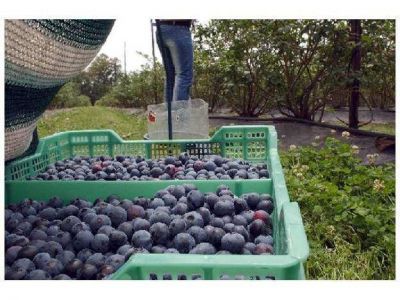 Productores de ar�ndanos afirman que se perdieron 2 millones de kilos de fruta por el granizo