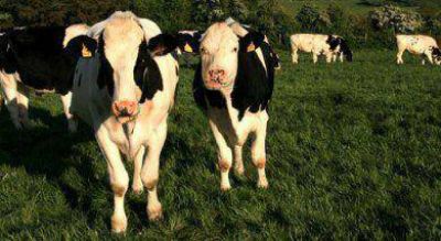 Productores de leche pediran intervencin de Fiscala Econmica