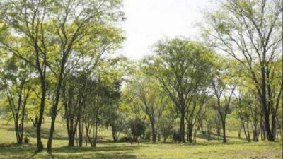 Descubri� a unos ladrones y lo mataron a tiros