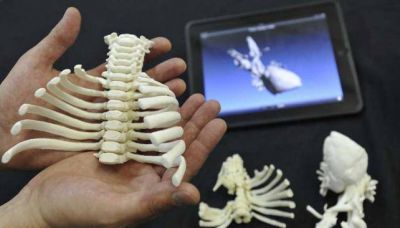 Crean biomodelos 3D para mejorar los abordajes m�dicos