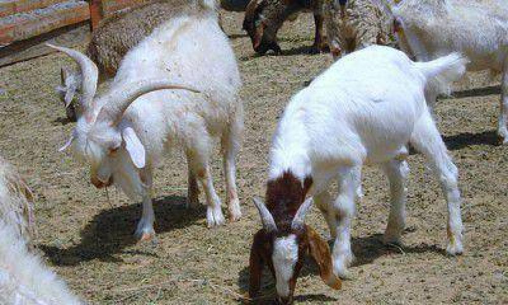 La sequa en Lavalle produjo prdidas de hasta 40% en el ganado caprino