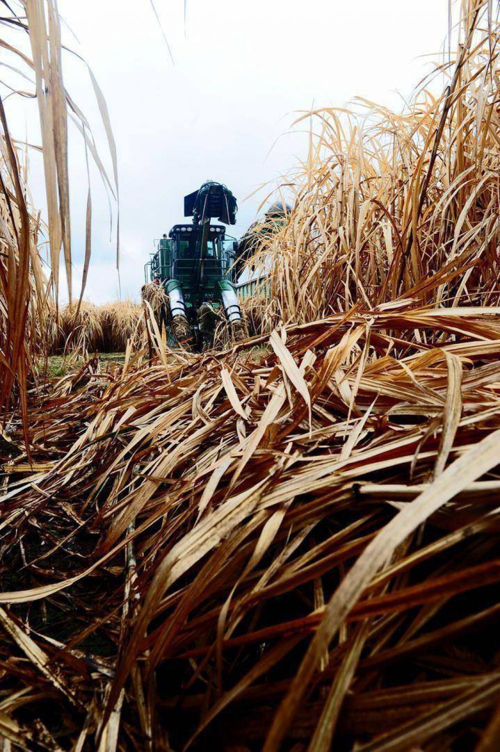 En el campo ans�an m�s lluvias para contrarrestar la sequ�a