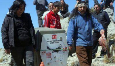 C�ndor rescatado en julio fue liberado en su h�bitat