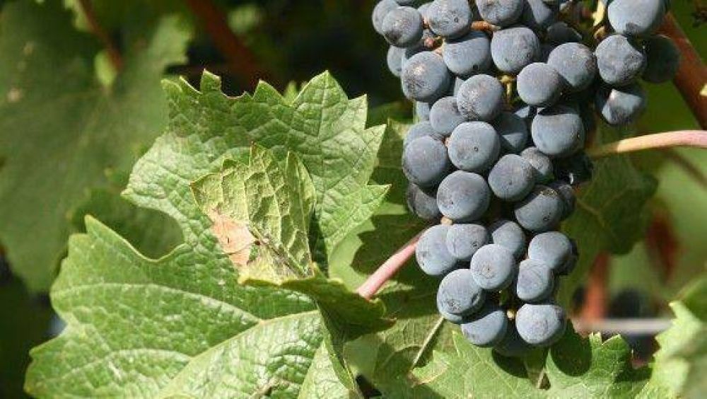 Ganan mercado los vinos cabernet y syrah