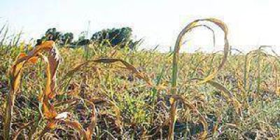 Comienza el pago de aportes a productores
