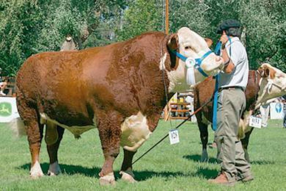 La producci�n vacuna puede ser factor de crecimiento en Chubut