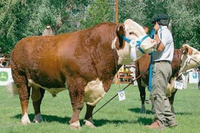 La producci�n vacuna puede ser factor de crecimiento en Chubut