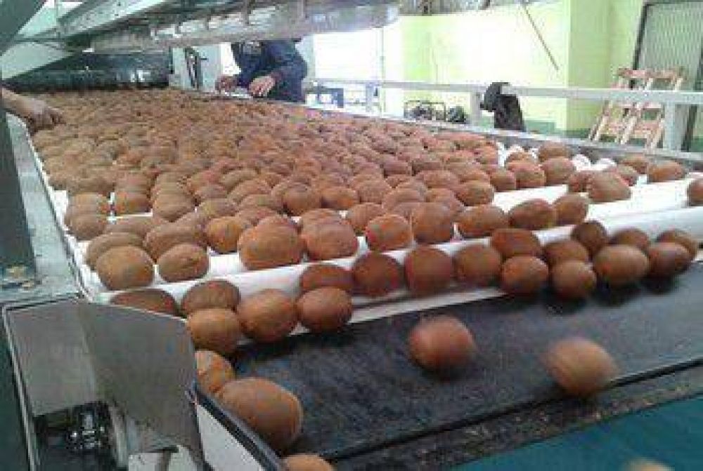 Brindar�n curso de capacitaci�n para productores de kiwis de la ciudad