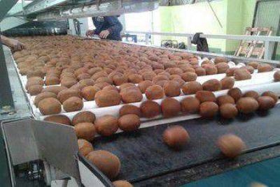 Brindar�n curso de capacitaci�n para productores de kiwis de la ciudad