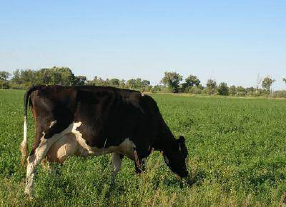 No se espera un crecimiento en la produccin de leche durante 2013