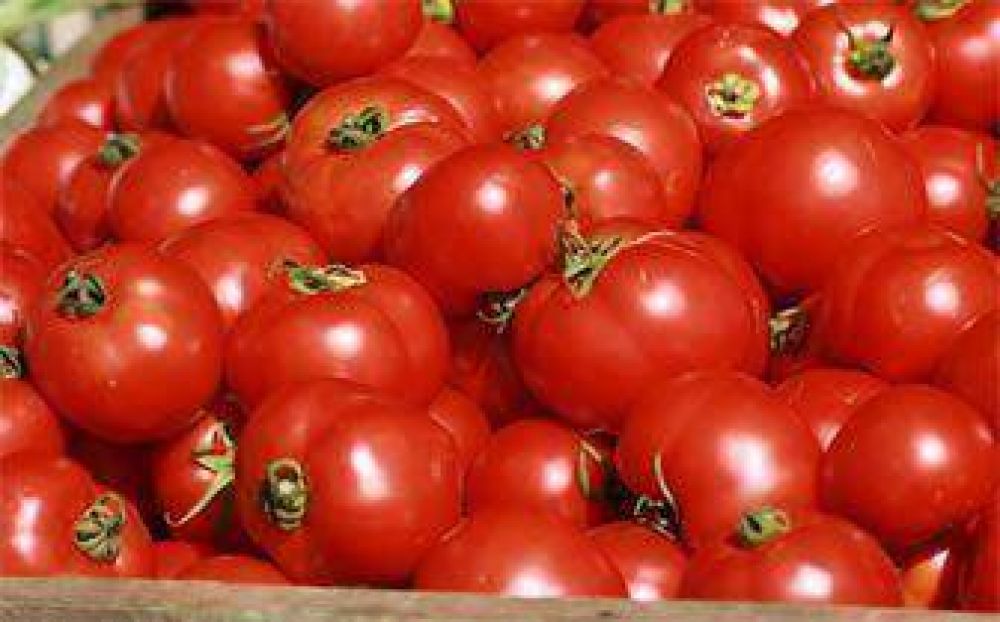 Baj� notablemente el precio del tomate en Tucum�n