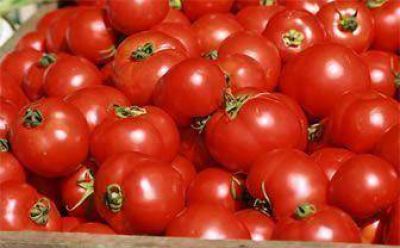 Baj� notablemente el precio del tomate en Tucum�n