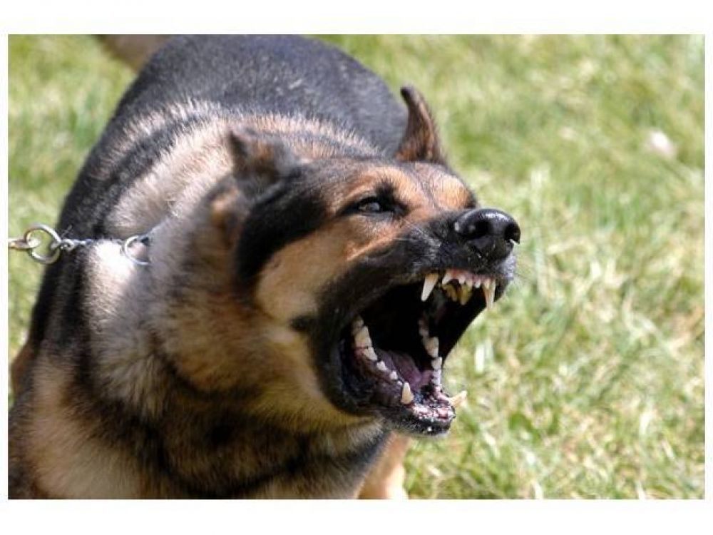 El registro de perros peligrosos en Paran� no funciona