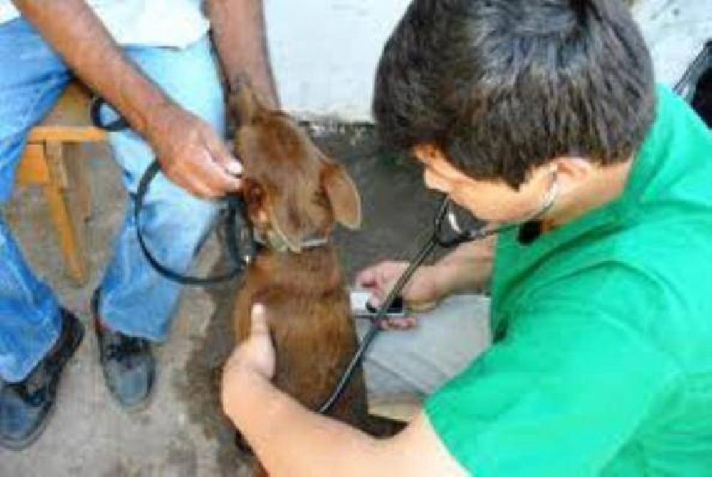Quieren crear centros de atenci�n veterinaria