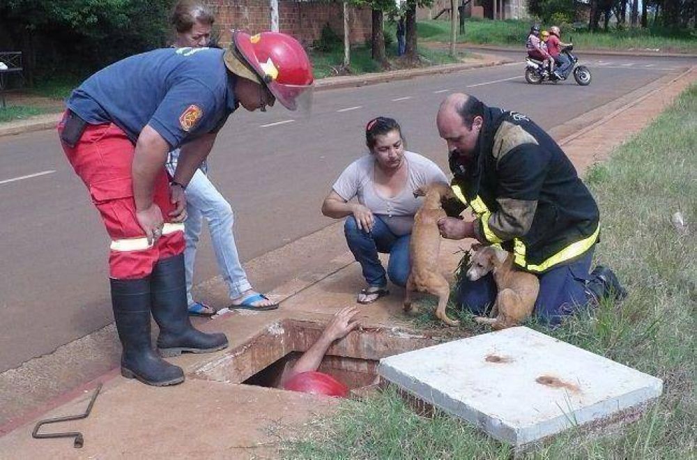 Dram�tico rescate de tres perritos arrojados a una alcantarilla