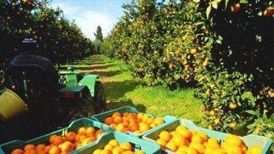 Citrus: Tucum�n export� 5 por ciento m�s que en el 2012