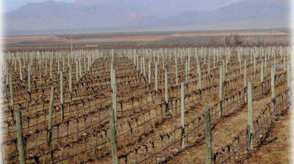 Estabilizaci�n del mercado interno y desarrollo sustentable de la vitivinicultura argentina