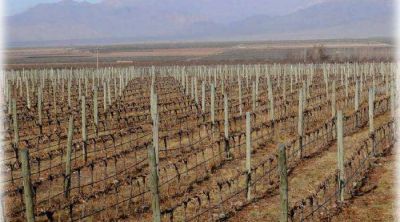Estabilizaci�n del mercado interno y desarrollo sustentable de la vitivinicultura argentina