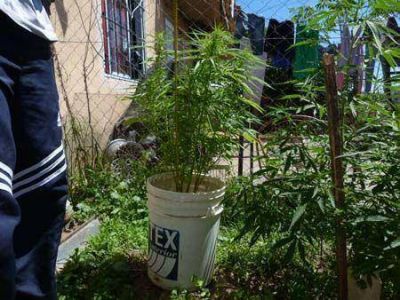 Narcotr�fico encuentra plantaci�n de marihuana