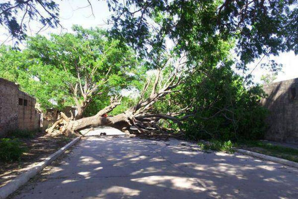 Un gran �rbol cay� sobre la pared de una vivienda en el barrio Huaico Hondo