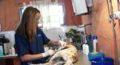 Invitan a la comunidad a sumarse a la campa�a de esterilizaci�n