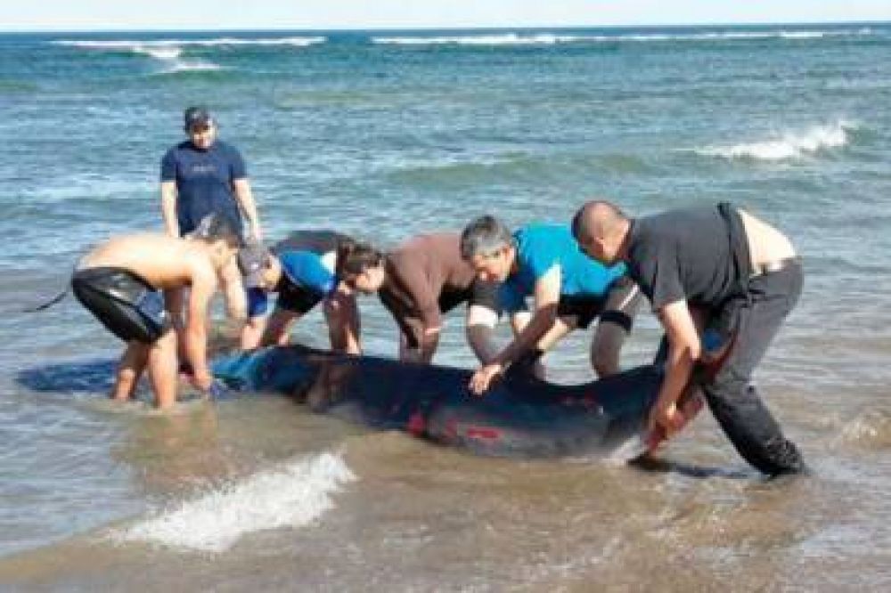 Rescate de una rara especie de ballenato varado en la zona de Punta Peligro