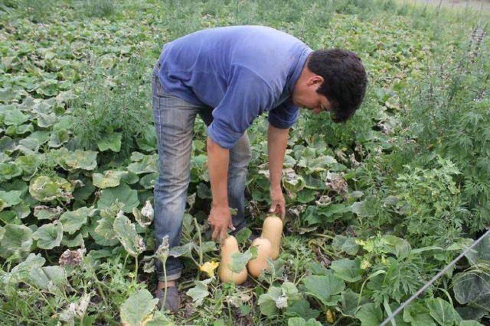 Buenos rindes en hortalizas que salen como primicias a importantes mercados nacionales