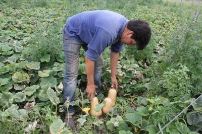 Buenos rindes en hortalizas que salen como primicias a importantes mercados nacionales