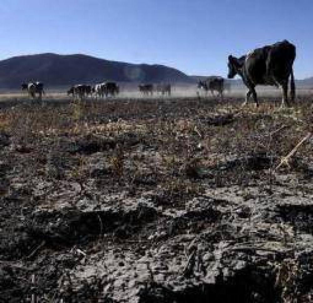 La sequ�a merm� un 20% el stock ganadero en territorio riojano