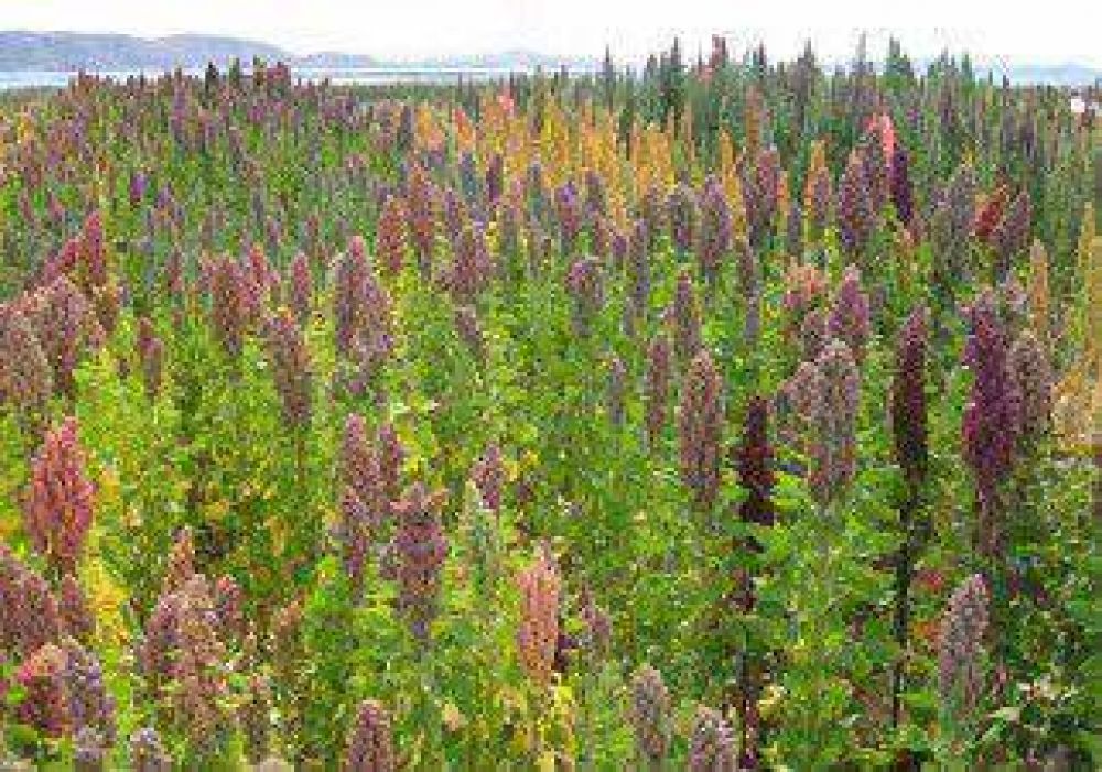 Buscan desarrollar la producci�n de quinoa en Neuqu�n 