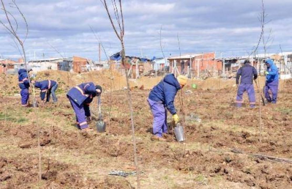 Trabajadores de Forestaci�n plantan sauces y �lamos