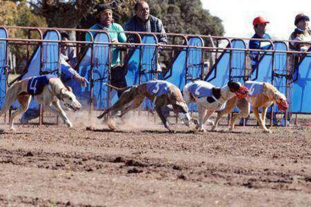 Suspendieron las carreras de galgo en canodromo colonense