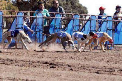 Suspendieron las carreras de galgo en canodromo colonense