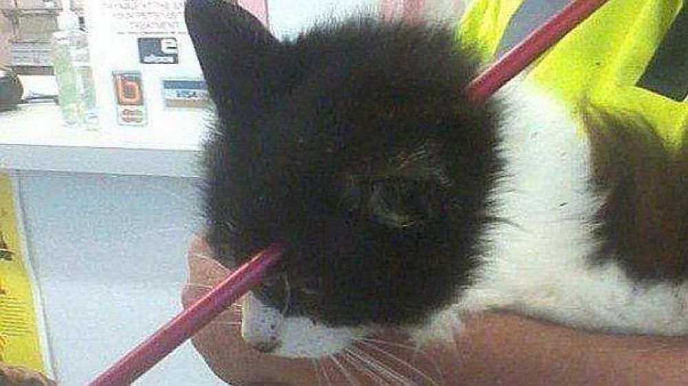 Gato sobrevive despu�s que una flecha le atravesara la cabeza