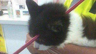 Gato sobrevive despu�s que una flecha le atravesara la cabeza