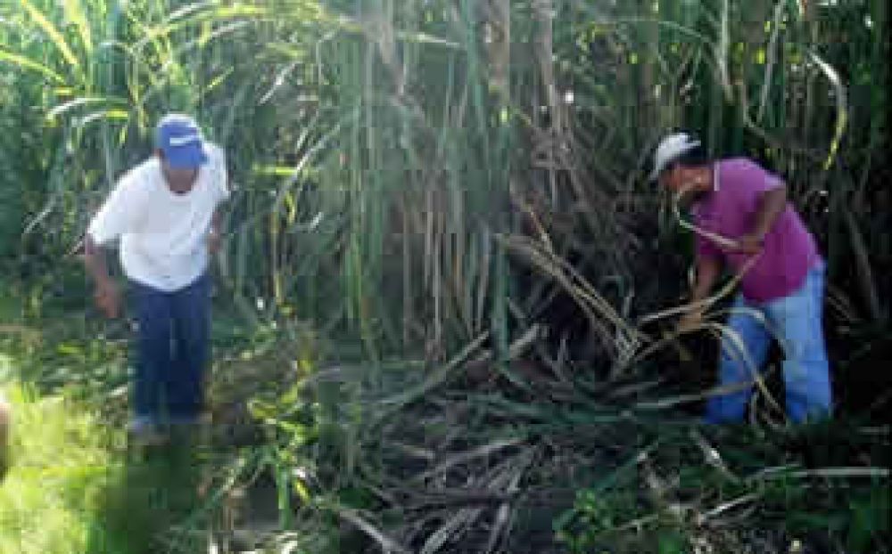 UATRE: El plan Interzafra ser� de $1100