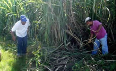UATRE: El plan Interzafra ser� de $1100