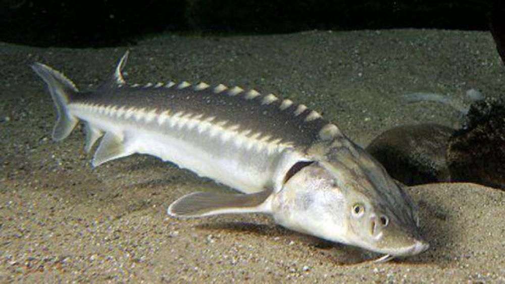  Hallan extra�o pez en el r�o Uruguay