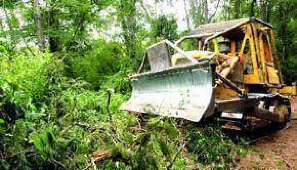 M�s denuncias sobre la continuidad de la tala indiscriminada en el norte salte�o
