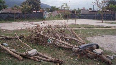 Denuncian tala de �rboles en plazas de Taf� Viejo