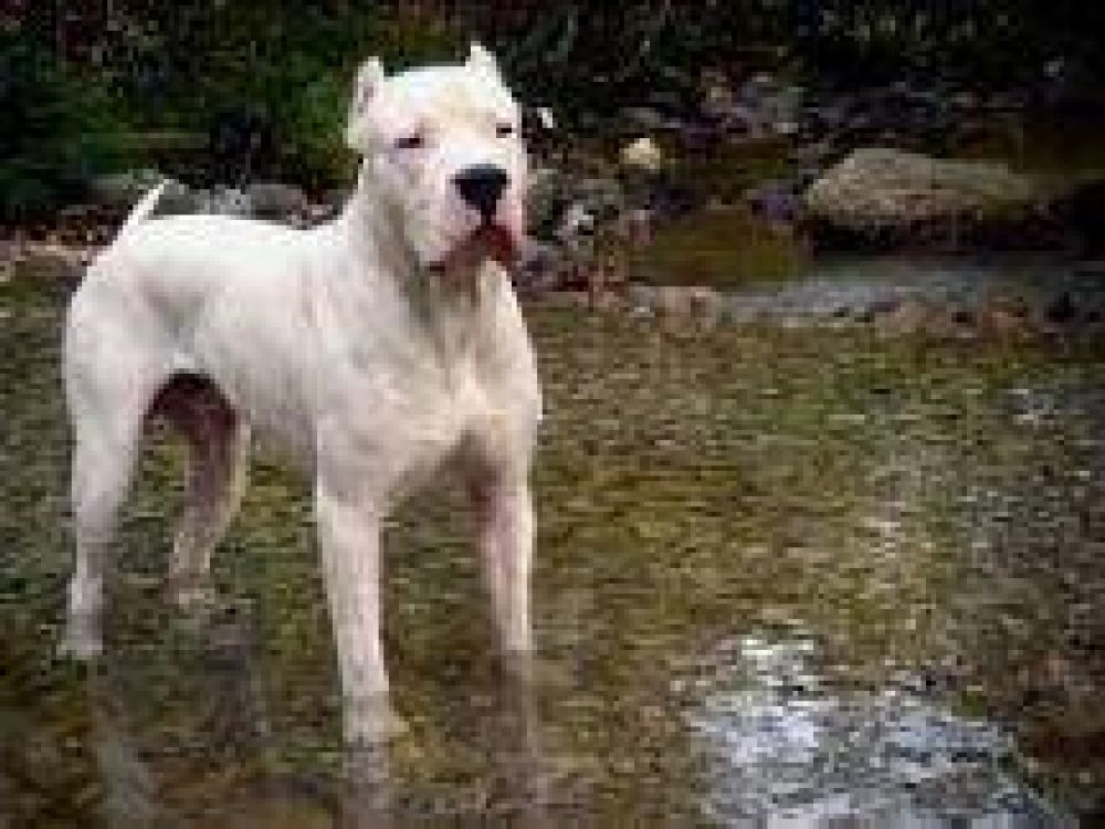 Salta: Un perro dogo mordi� en el rostro a una ni�a de 2 a�os