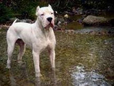 Salta: Un perro dogo mordi� en el rostro a una ni�a de 2 a�os