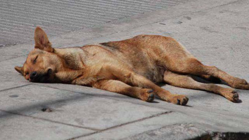 Un grupo de proteccionistas se manifest� contra la eutanasia en animales  